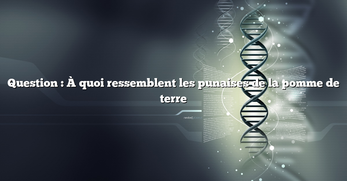 Question : À quoi ressemblent les punaises de la pomme de terre